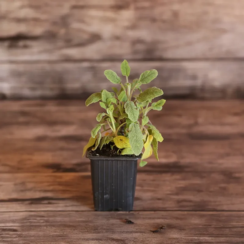 SAUGE OFFICINALE AB - PLANT