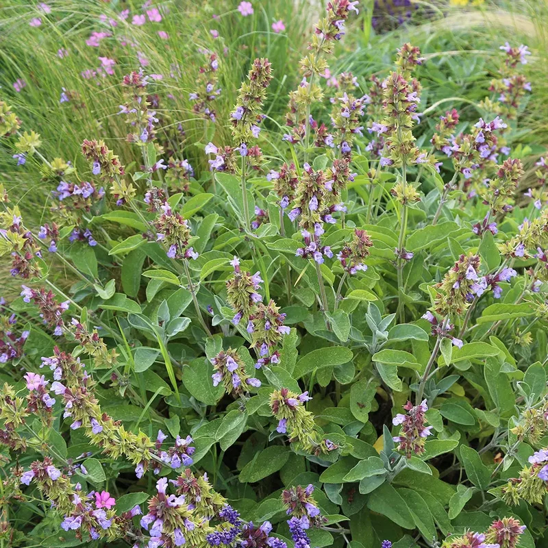 SAUGE OFFICINALE AB - PLANT