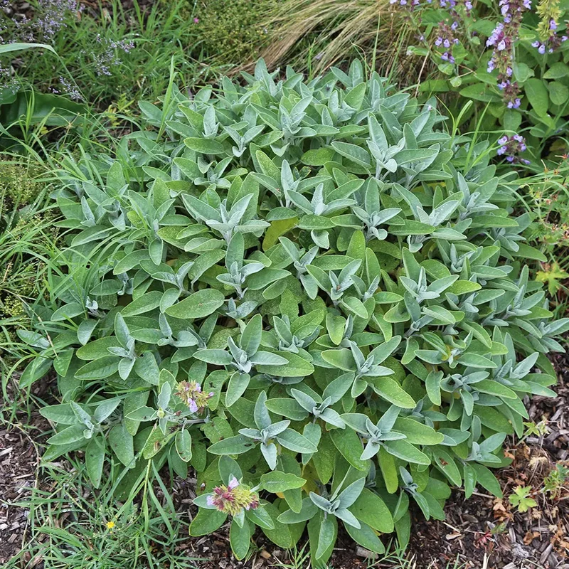 SAUGE OFFICINALE AB - PLANT