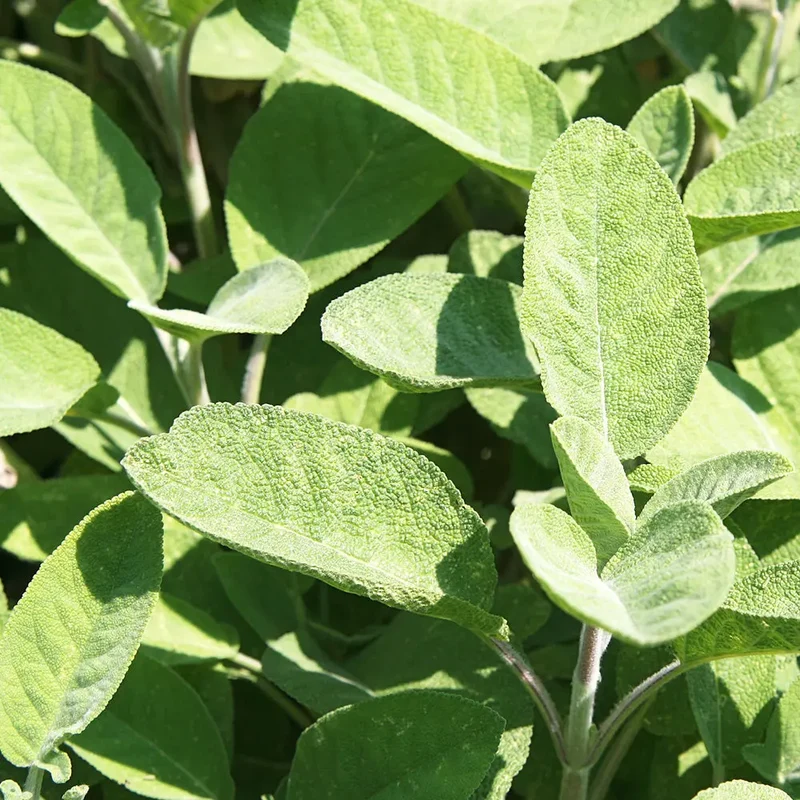 SAUGE OFFICINALE AB - PLANT