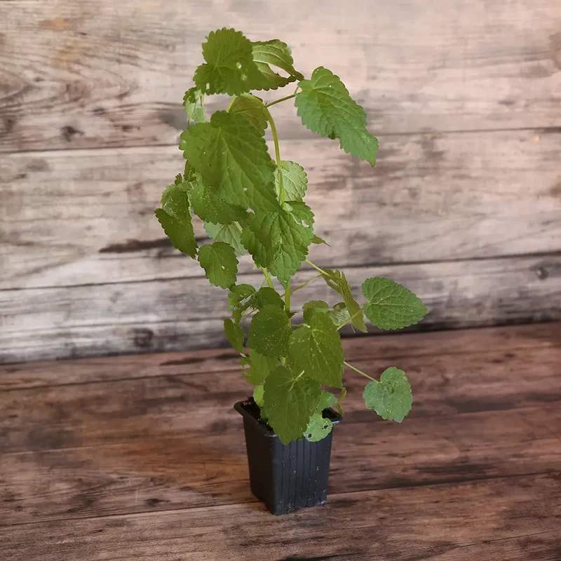 AGASTACHE ANISÉE AB - PLANT