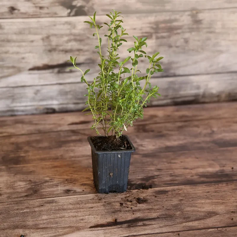 SARRIETTE AB - PLANT