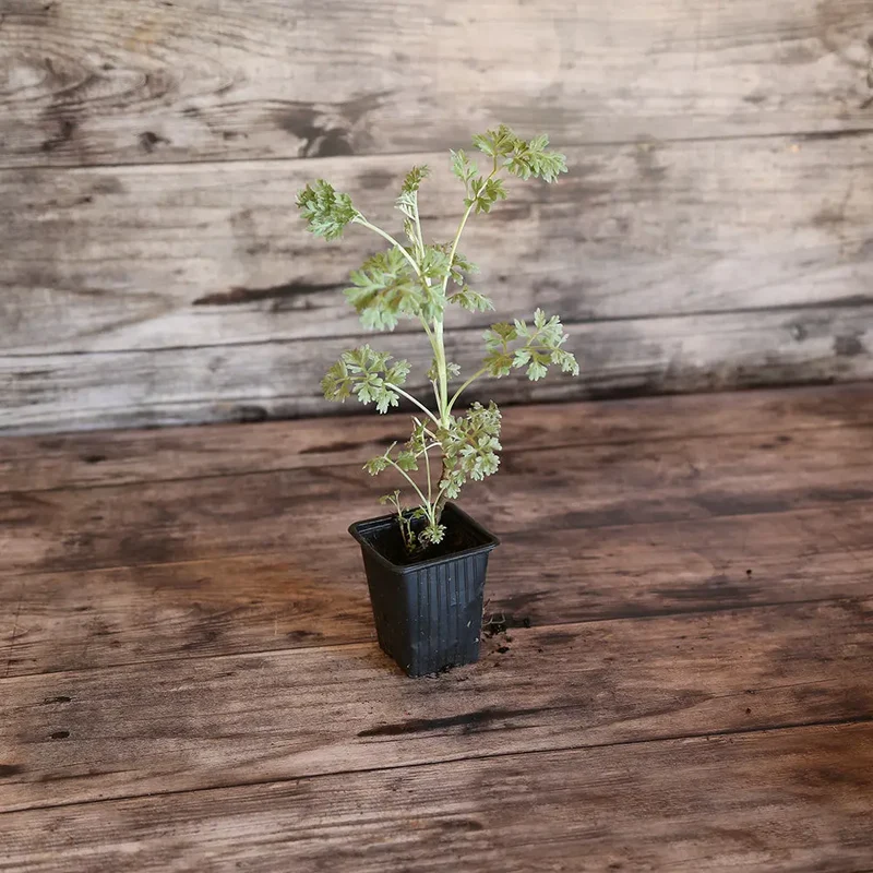 ABSINTHE AB - PLANT