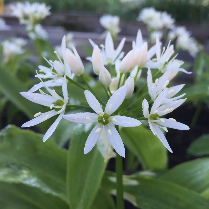 AIL DES OURS AB - PLANT