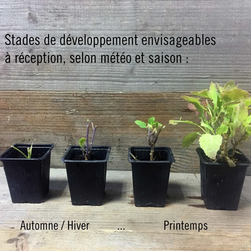 AIL DES OURS AB - PLANT