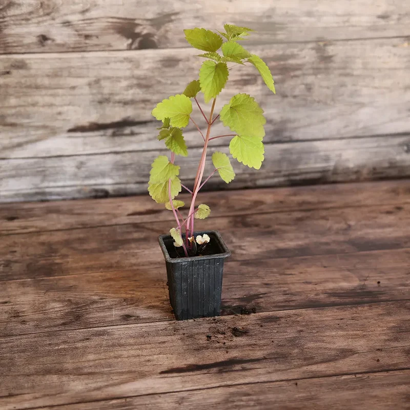 AGASTACHE AB - PLANT