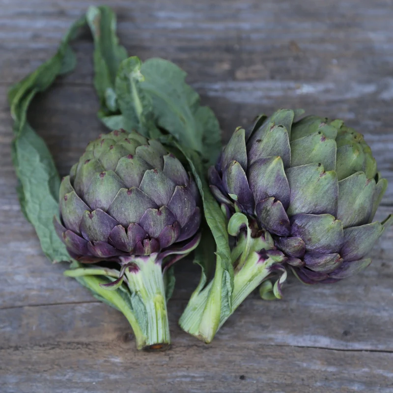ARTICHAUT VIOLET DE PROVENCE NT