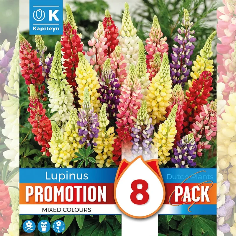 LUPINS EN MÉLANGE