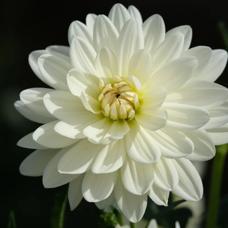 DAHLIA DECORATIF BLANC PERFECTION AB