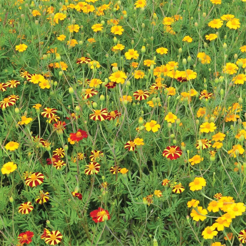 MÉLANGE FLEURI - ANTI-NÉMATODES NT