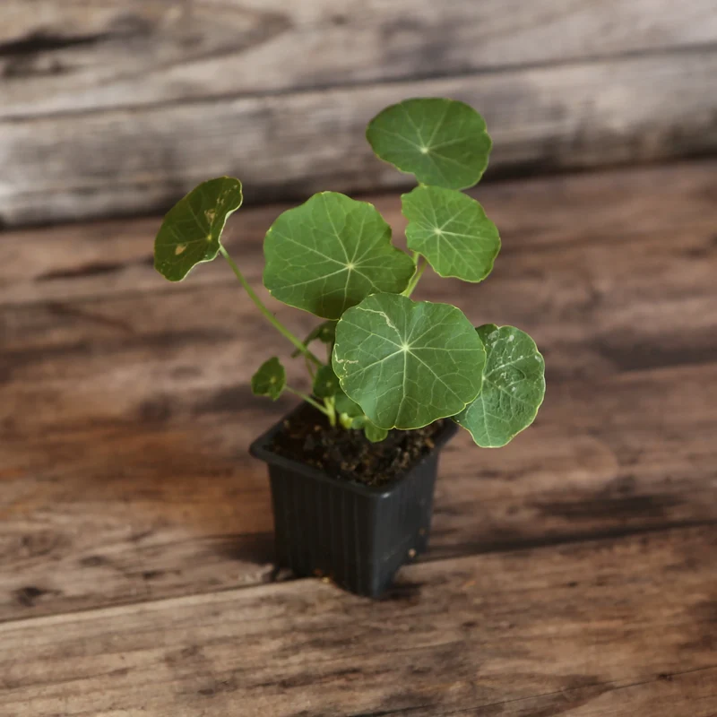 CAPUCINE NAINE TIP TOP PINK BLUSH AB - PLANT