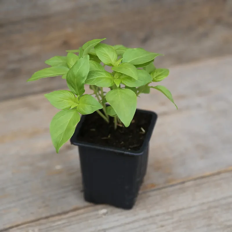 BASILIC CITRON VERT AB - PLANT