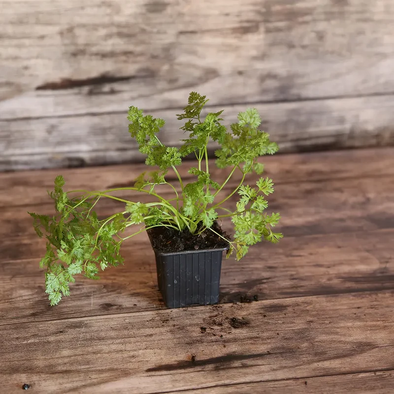 CERFEUIL COMMUN AB - PLANT