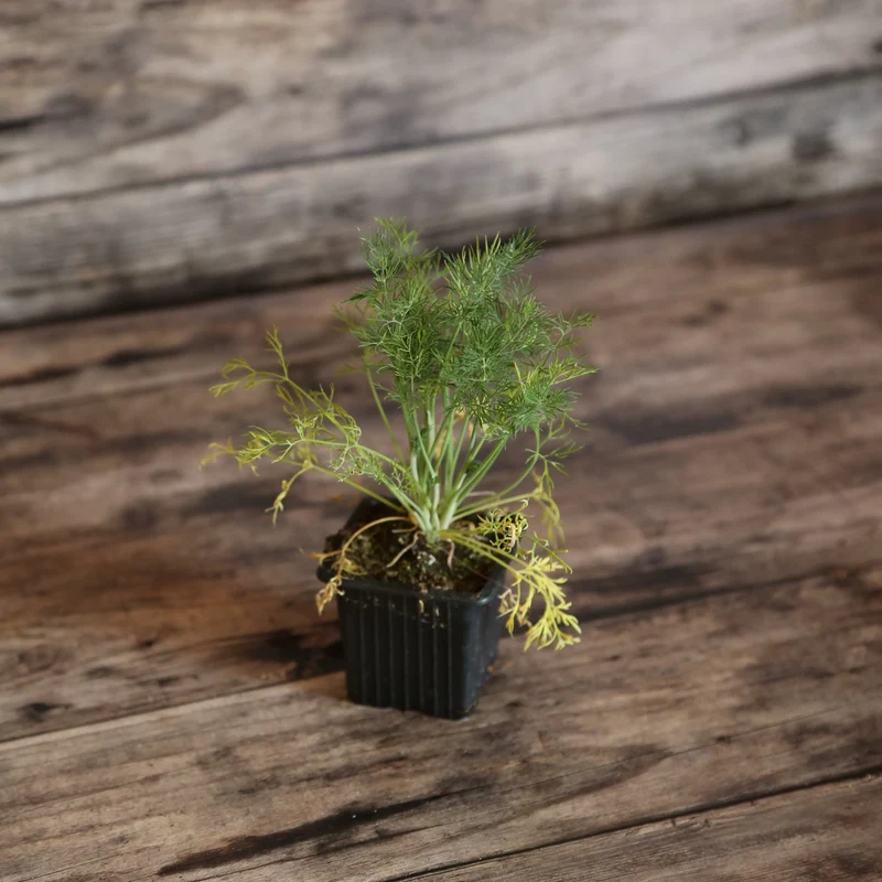 ANETH AB - PLANT