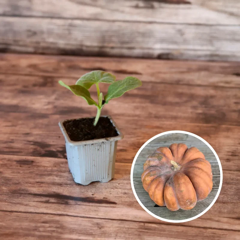 SÉLECTION "COURGE-MOI SI TU PEUX"