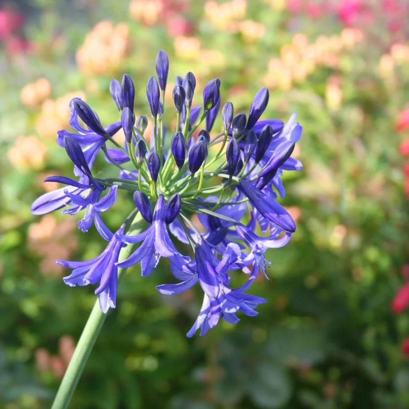 AGAPANTHE BLEUE