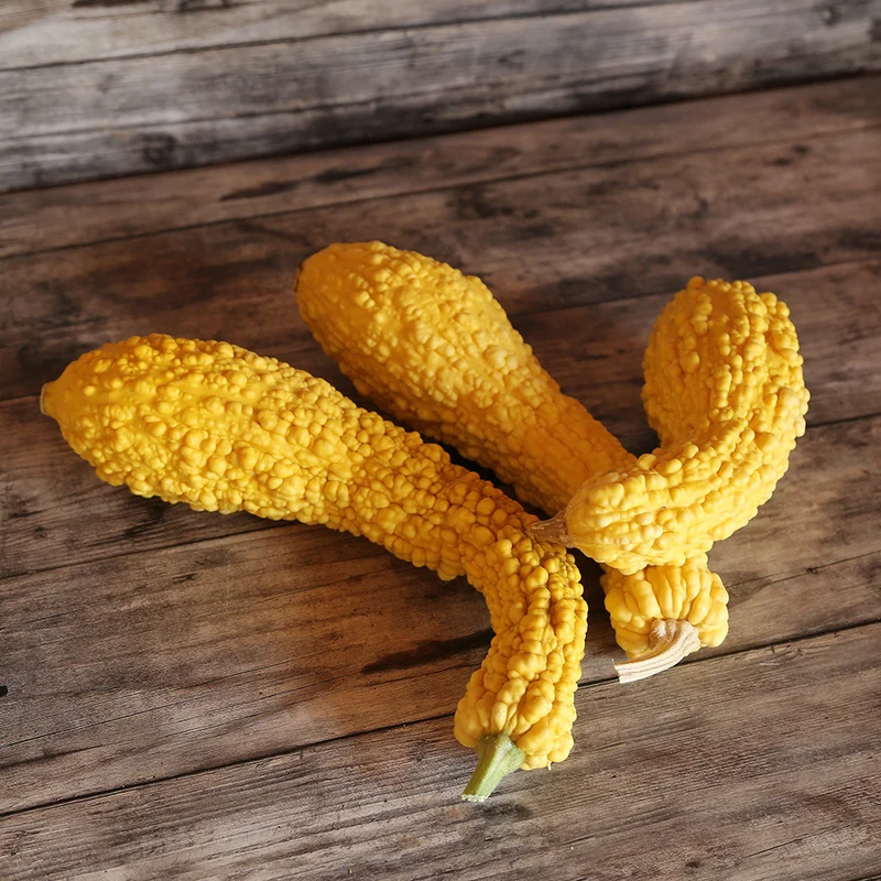 COURGETTE POP-CORN OU RUGOSA FRIULANA AB