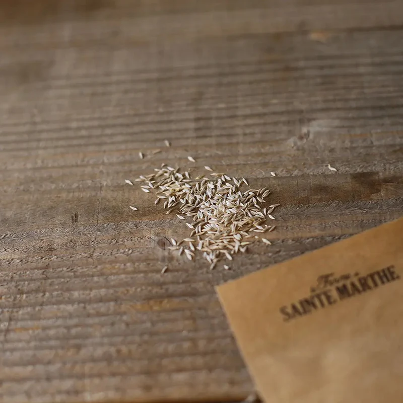 LAITUE POMMEE GOTTE A GRAINE BLANCHE AB