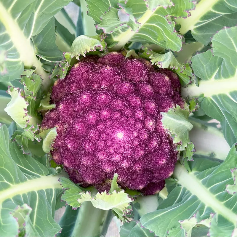 CHOU BROCOLI VIOLET DU CAP AB