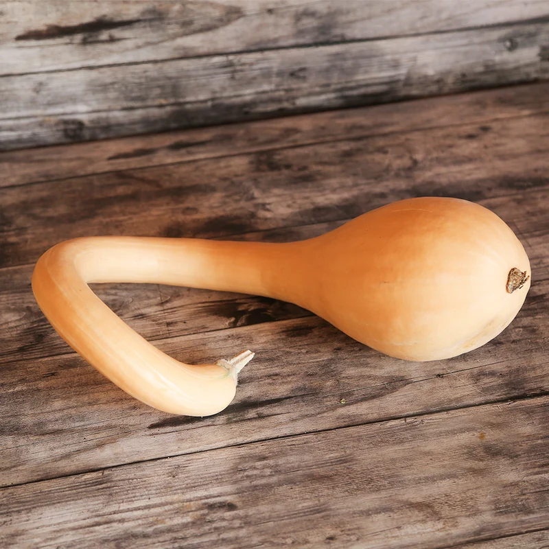 COURGE MUSQUEE TROMBONCINO D'ALBINGA AB