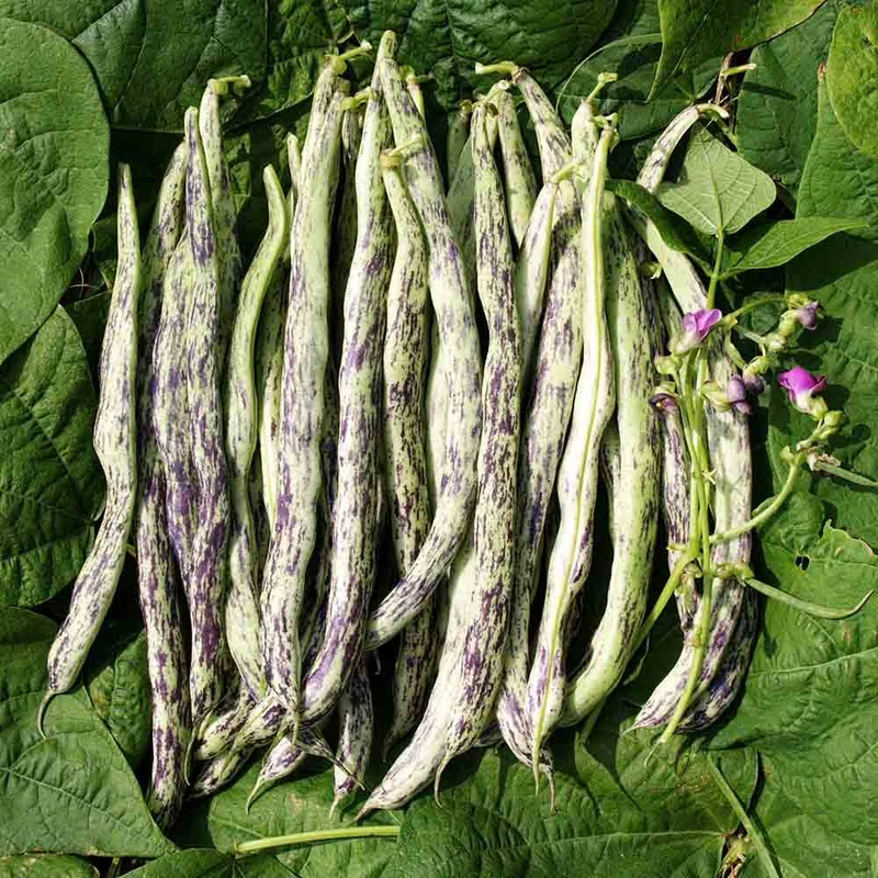 HARICOT A RAMES VIGNERONNE AB