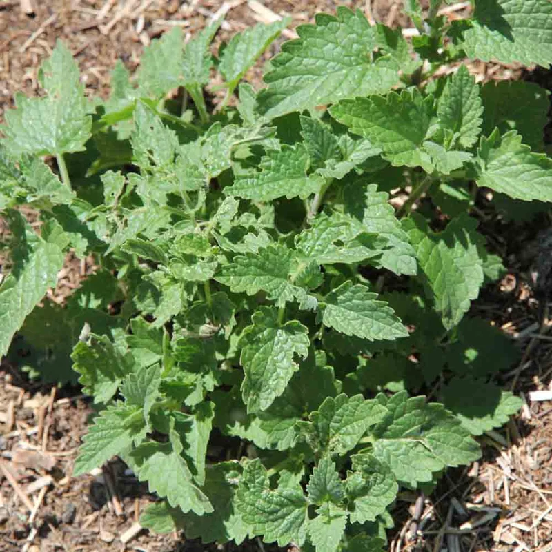 CATAIRE CITRONNEE NT - ANTIGASPI