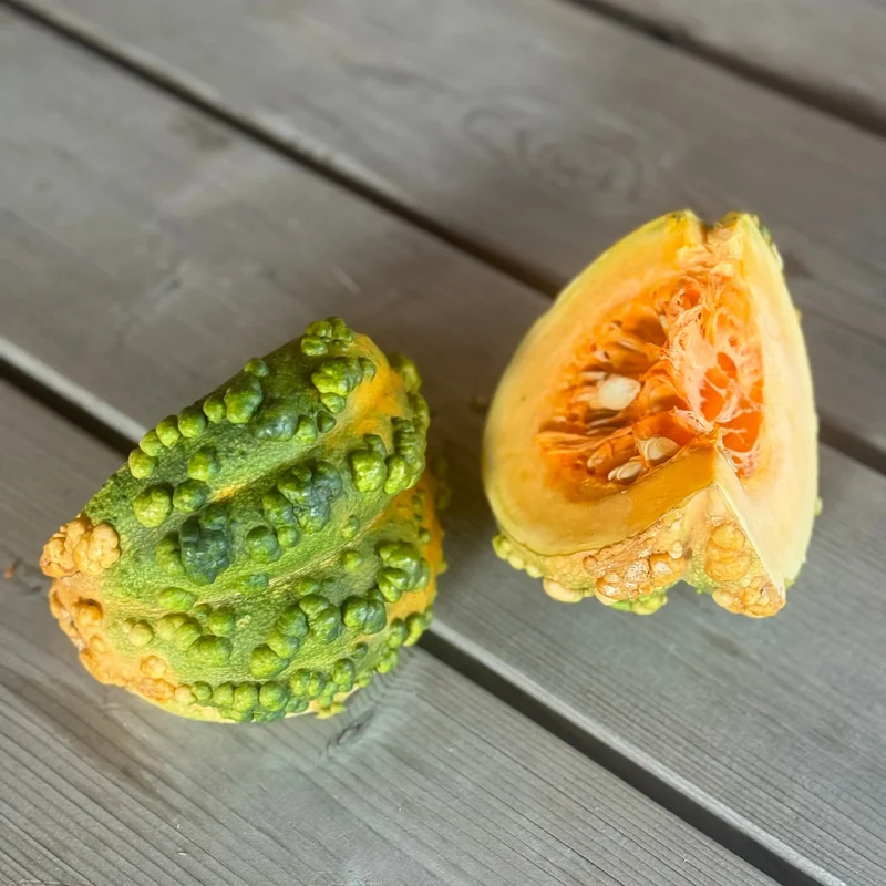 COURGE MUSQUEE GALEUSE DU MAROC AB