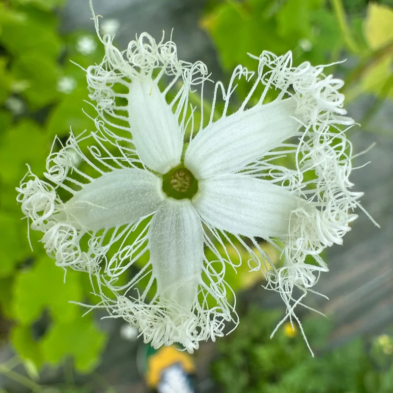 COURGE SERPENT OU FLEURS DENTELLES AB