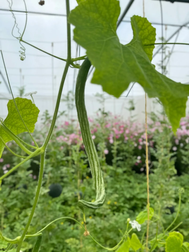 COURGE SERPENT OU FLEURS DENTELLES AB