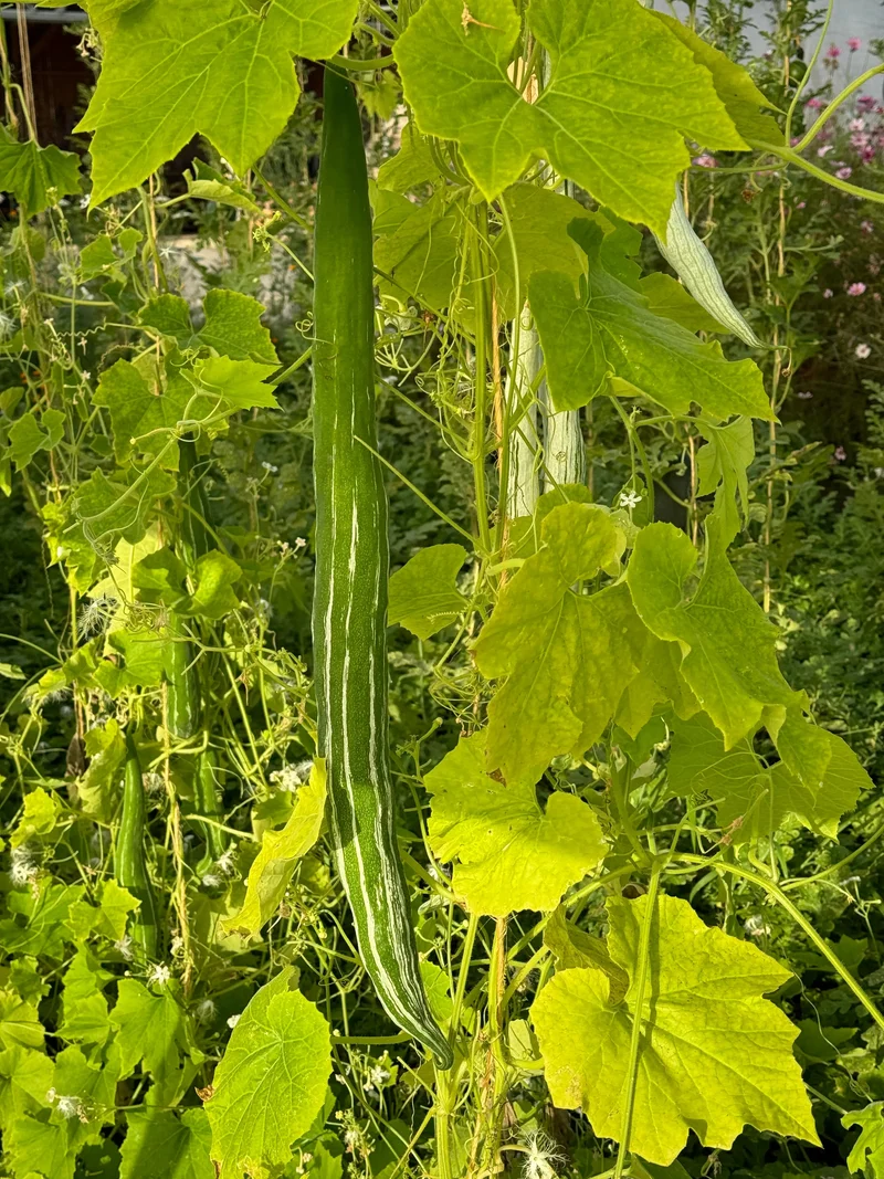 COURGE SERPENT OU FLEURS DENTELLES AB