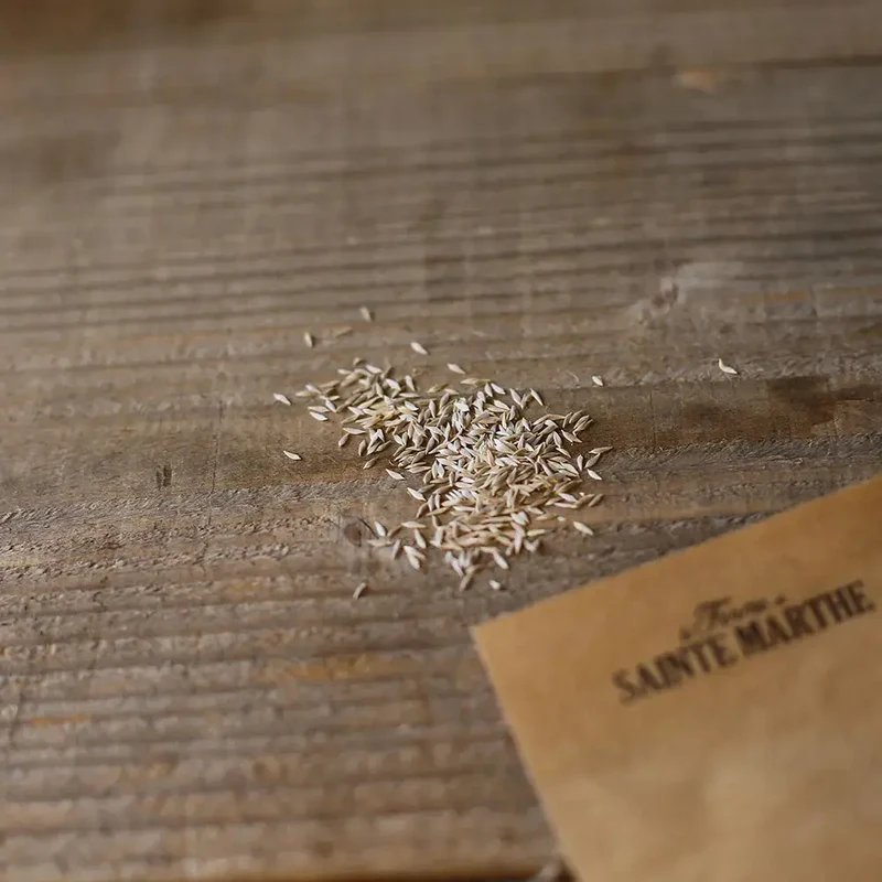 LAITUE POMMEE LILLOISE AB