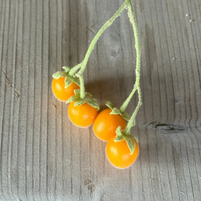 TAMARILLO NAIN AB