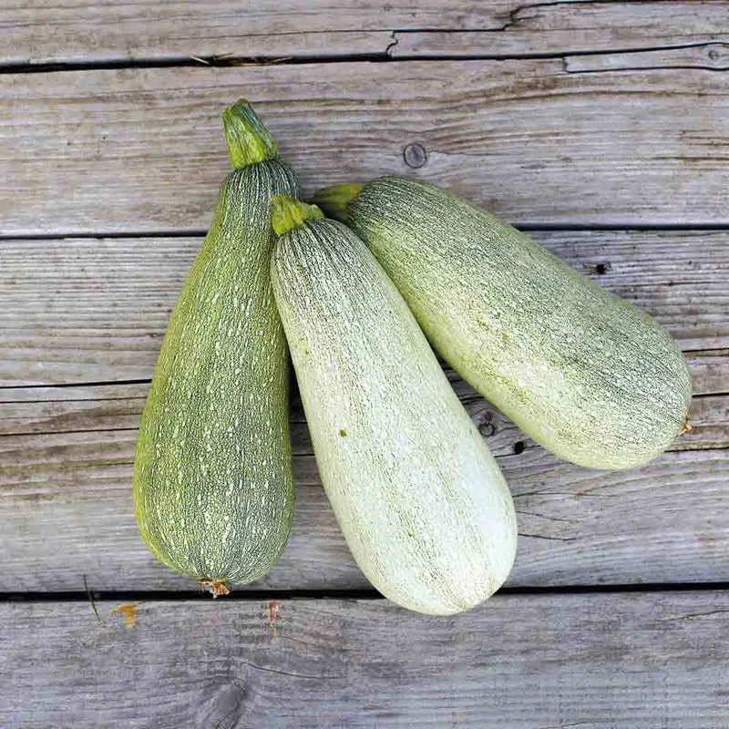 COURGETTE ORTOLANA DE FAENZA AB
