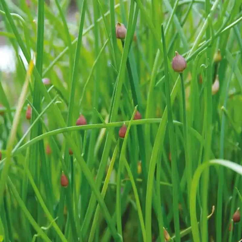 CIBOULETTE AB - PLANT