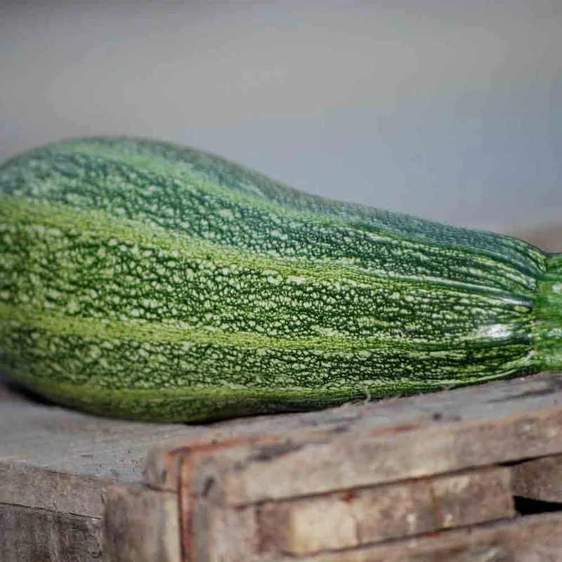 COURGETTE GRISETTE DE PROVENCE AB - PLANT