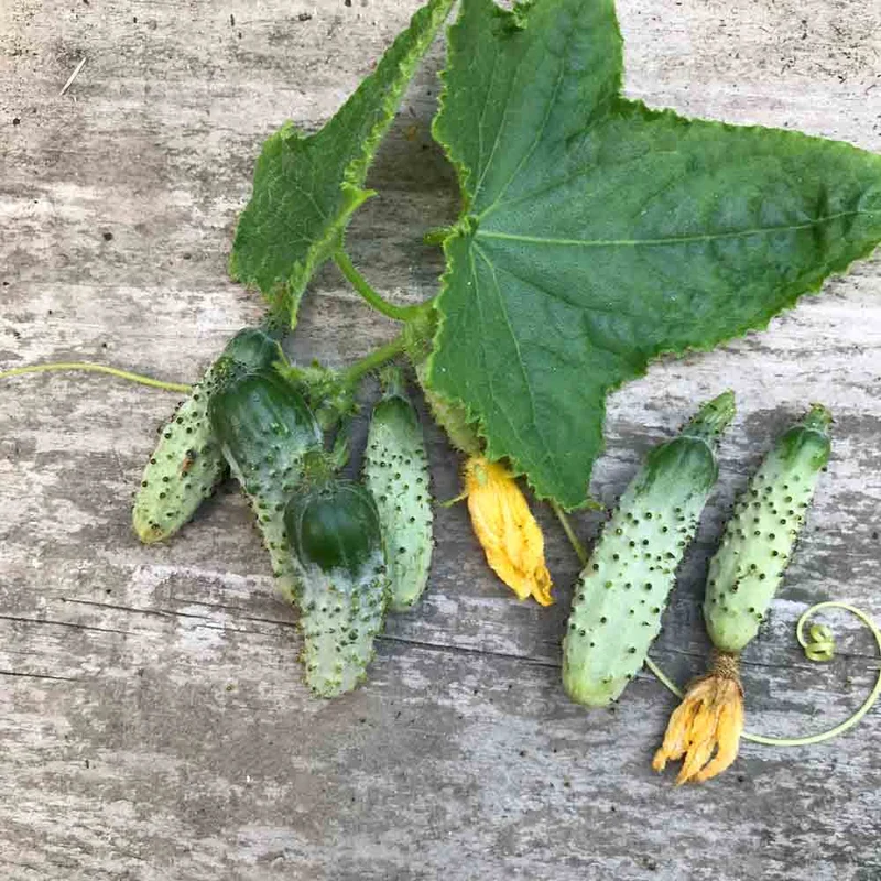 CORNICHON VERT PETIT DE PARIS AB - PLANT