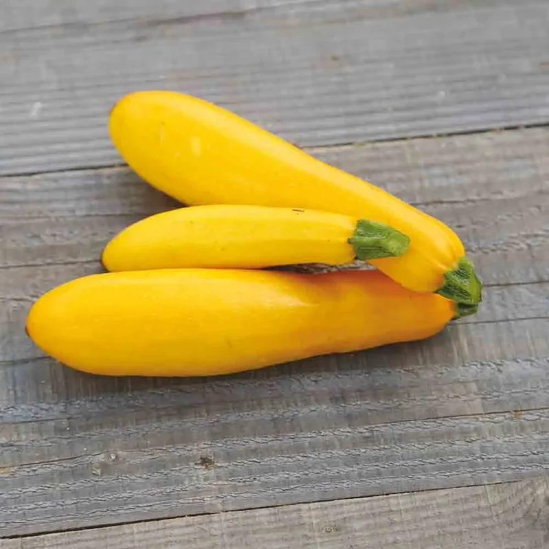 COURGETTE JAUNE AB - PLANT