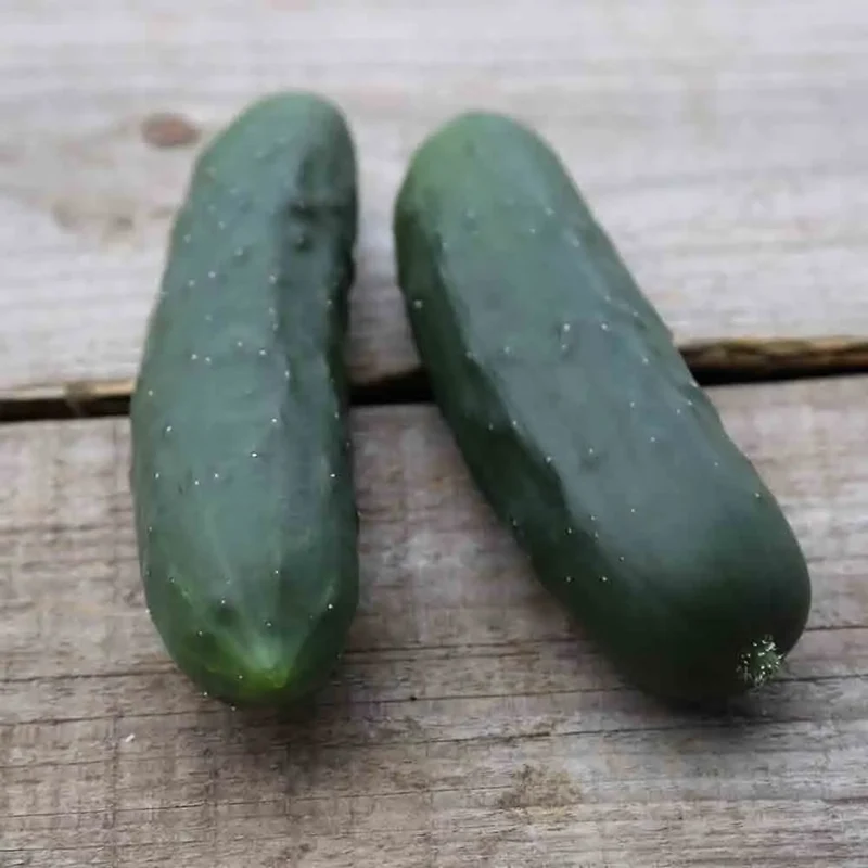 CONCOMBRE LE GÉNÉREUX AB - PLANT