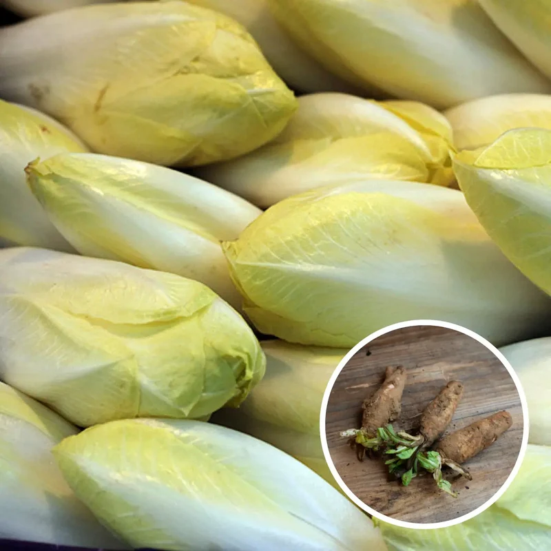 RACINES D'ENDIVES NT