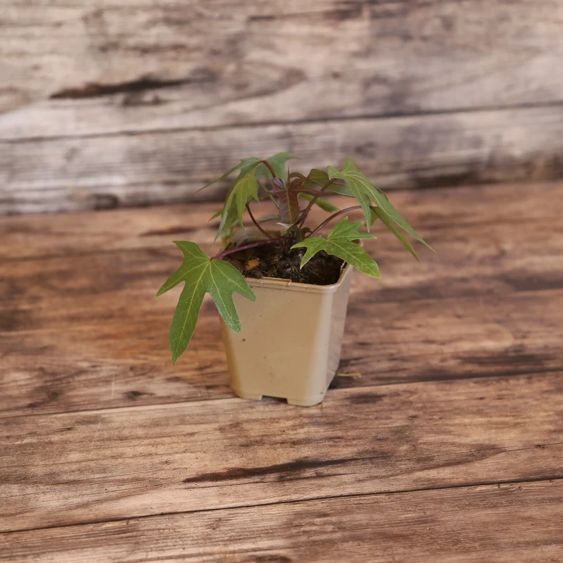 PATATE DOUCE CHAIR BLANCHE MURASAKI 29 - AB - PLANT