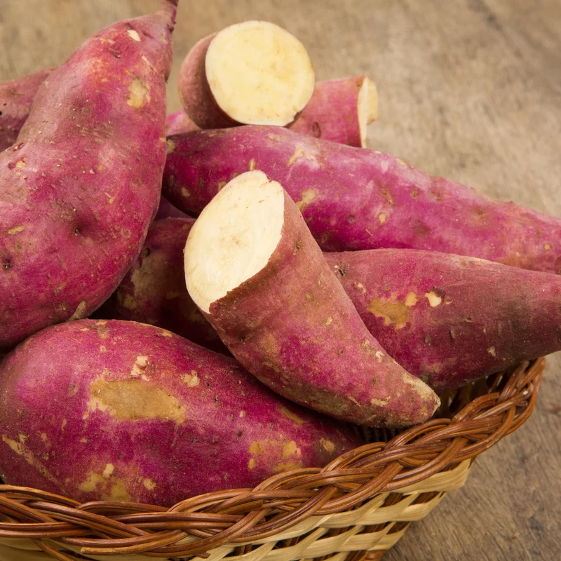 PATATE DOUCE CHAIR BLANCHE MURASAKI 29 - AB - PLANT
