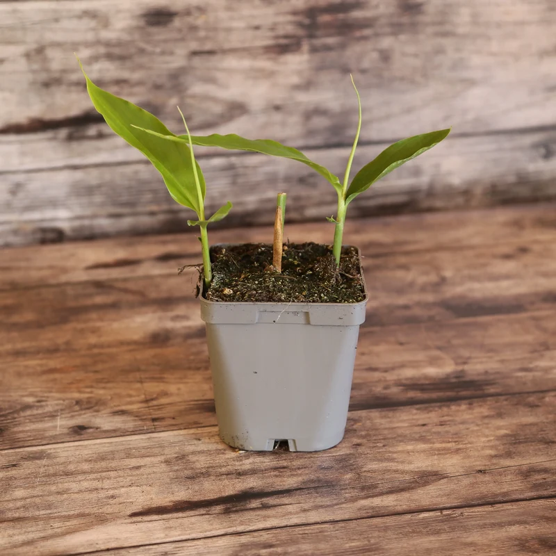 GINGEMBRE JAPONAIS RUSTIQUE AB - PLANT