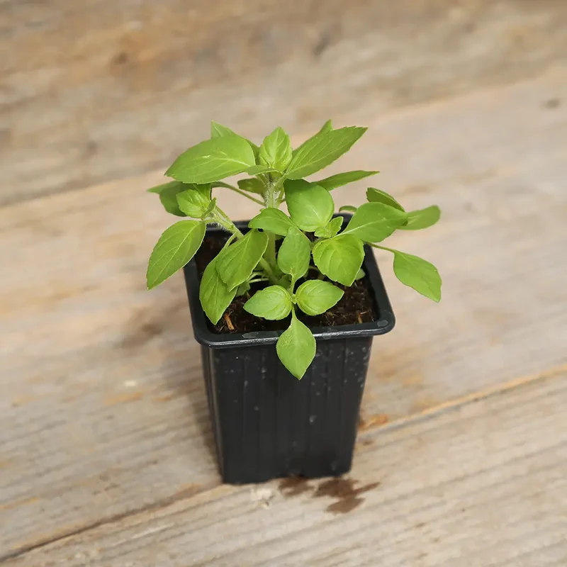 BASILIC SACRÉ OU TULSI AB - PLANT