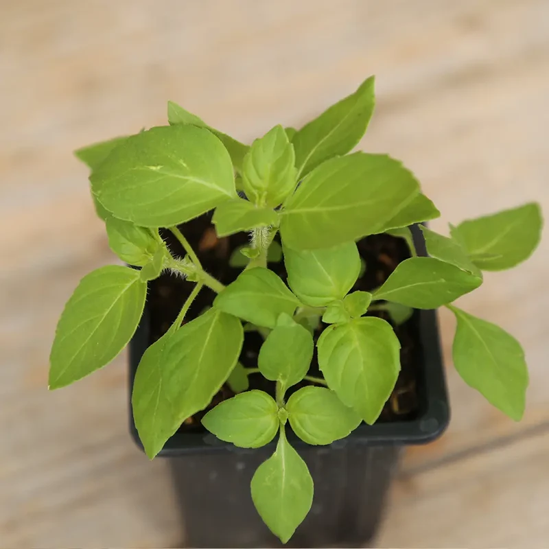 BASILIC SACRÉ OU TULSI AB - PLANT