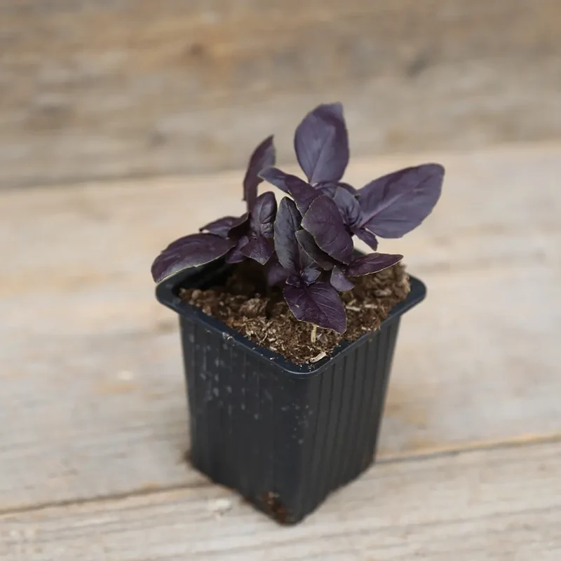 BASILIC POURPRE AB - PLANT