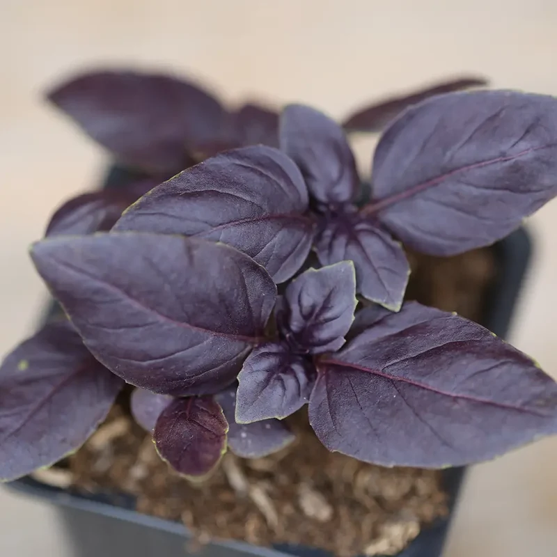 BASILIC POURPRE AB - PLANT