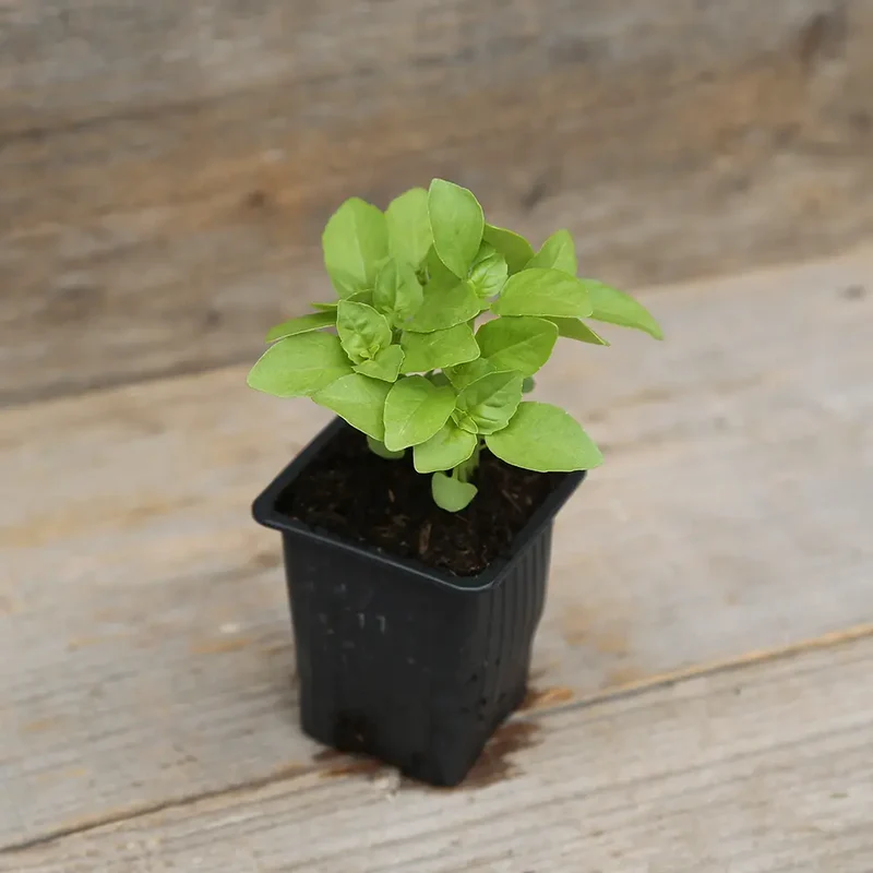 BASILIC MARSEILLAIS AB - PLANT