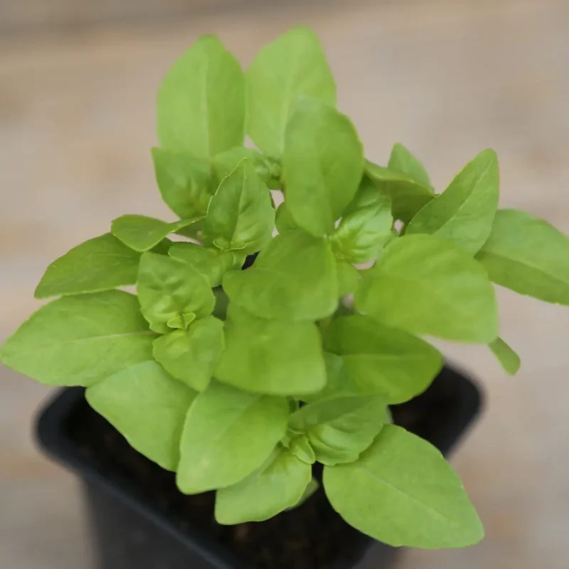 BASILIC MARSEILLAIS AB - PLANT