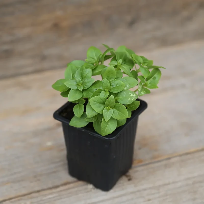 BASILIC GREC AB - PLANT