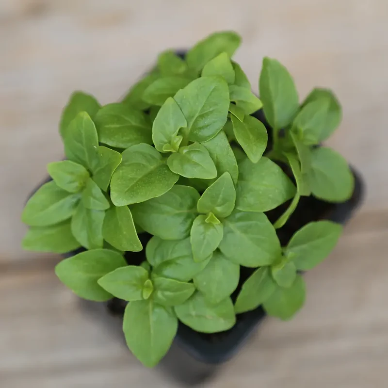 BASILIC GREC AB - PLANT